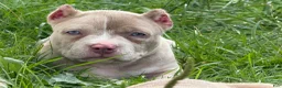 American Bully dogs for sale: Lilac Merle - Ad 5
