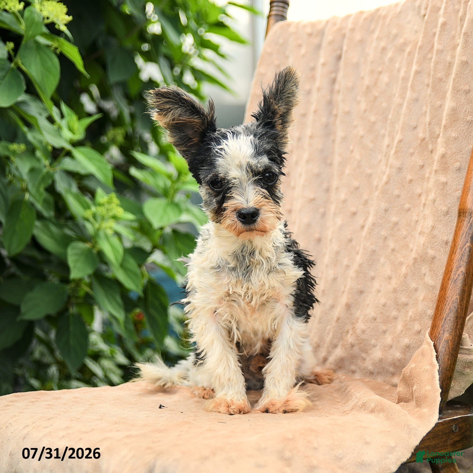 Biewer Terrier dogs for sale: Bud - Ad 1