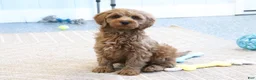 Mini Goldendoodle dogs for sale: Buddy - Ad 3