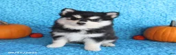 Pomsky dogs for sale: Wren - Ad 4