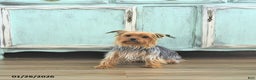 Yorkshire Terrier dogs for sale: Baxter HOUSE RAISED - Ad 6