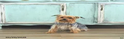 Yorkshire Terrier dogs for sale: Bennett EXTRA SMALL - Ad 16