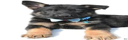 German Shepherd dogs for sale: Lonnie - Ad 5