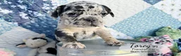 French Bulldog dogs for sale: Torey - Ad 4