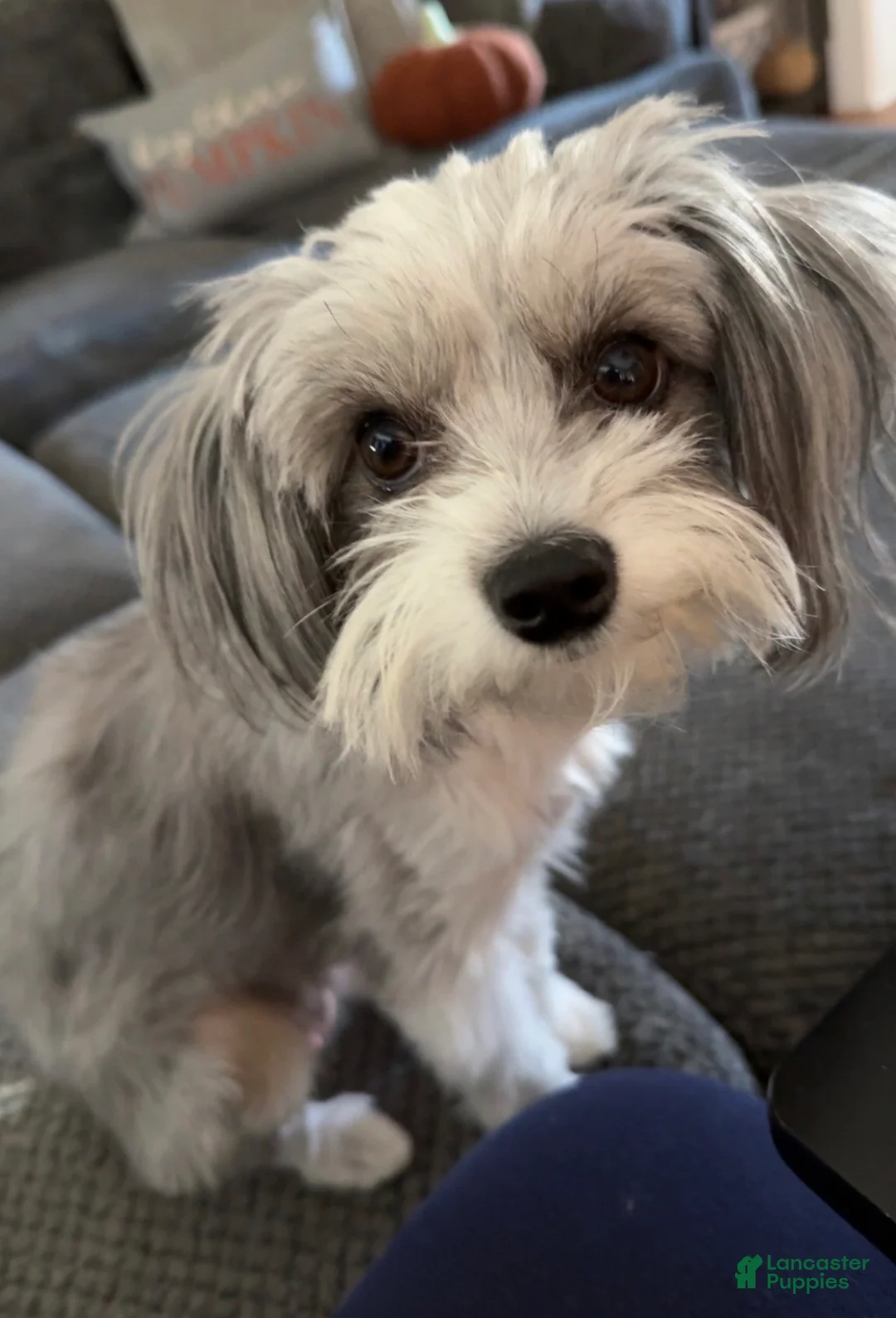 Mini Aussiedoodle dogs for sale: Sammy - Ad 4