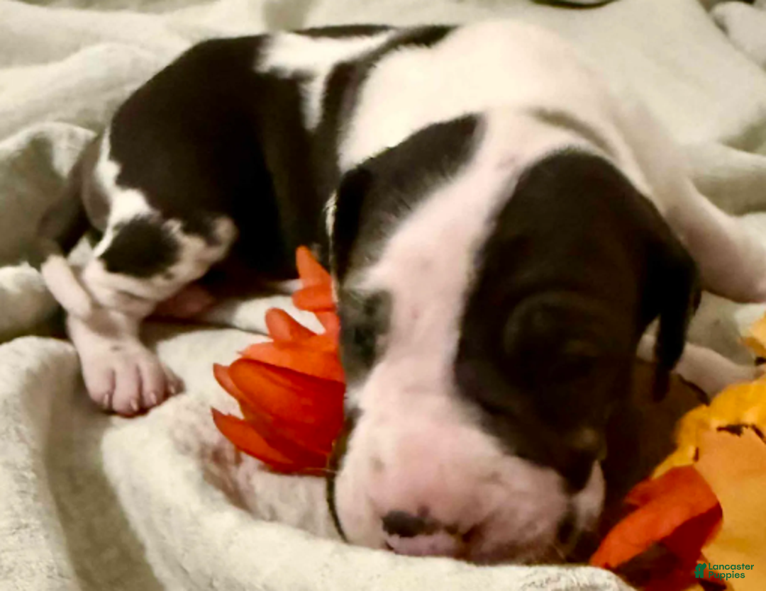 Great Dane dogs for sale: Rafike - Ad 2