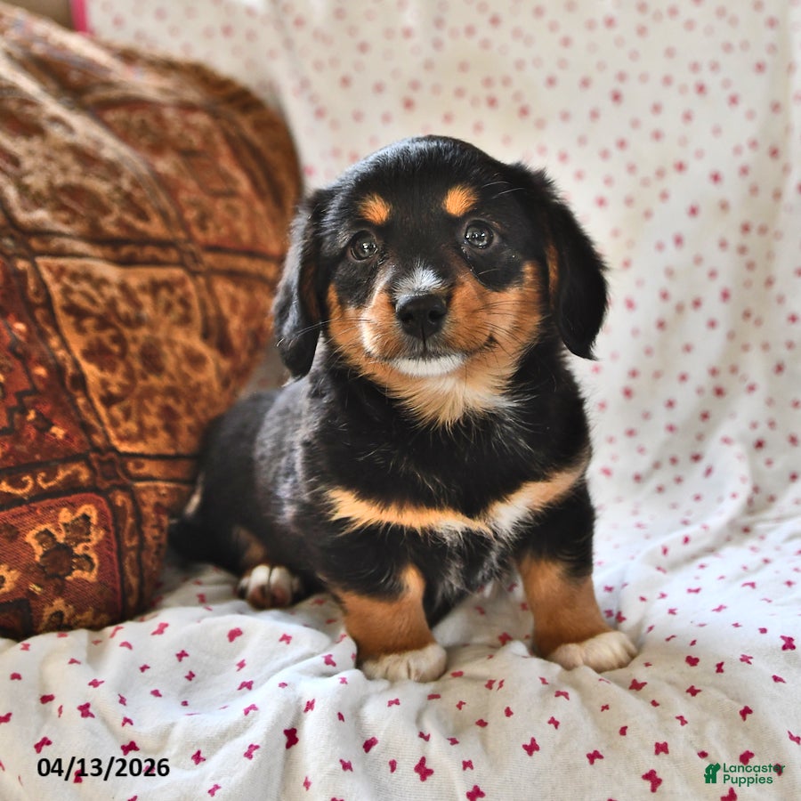 Miniature Dachshund dogs Princess - Ad 2