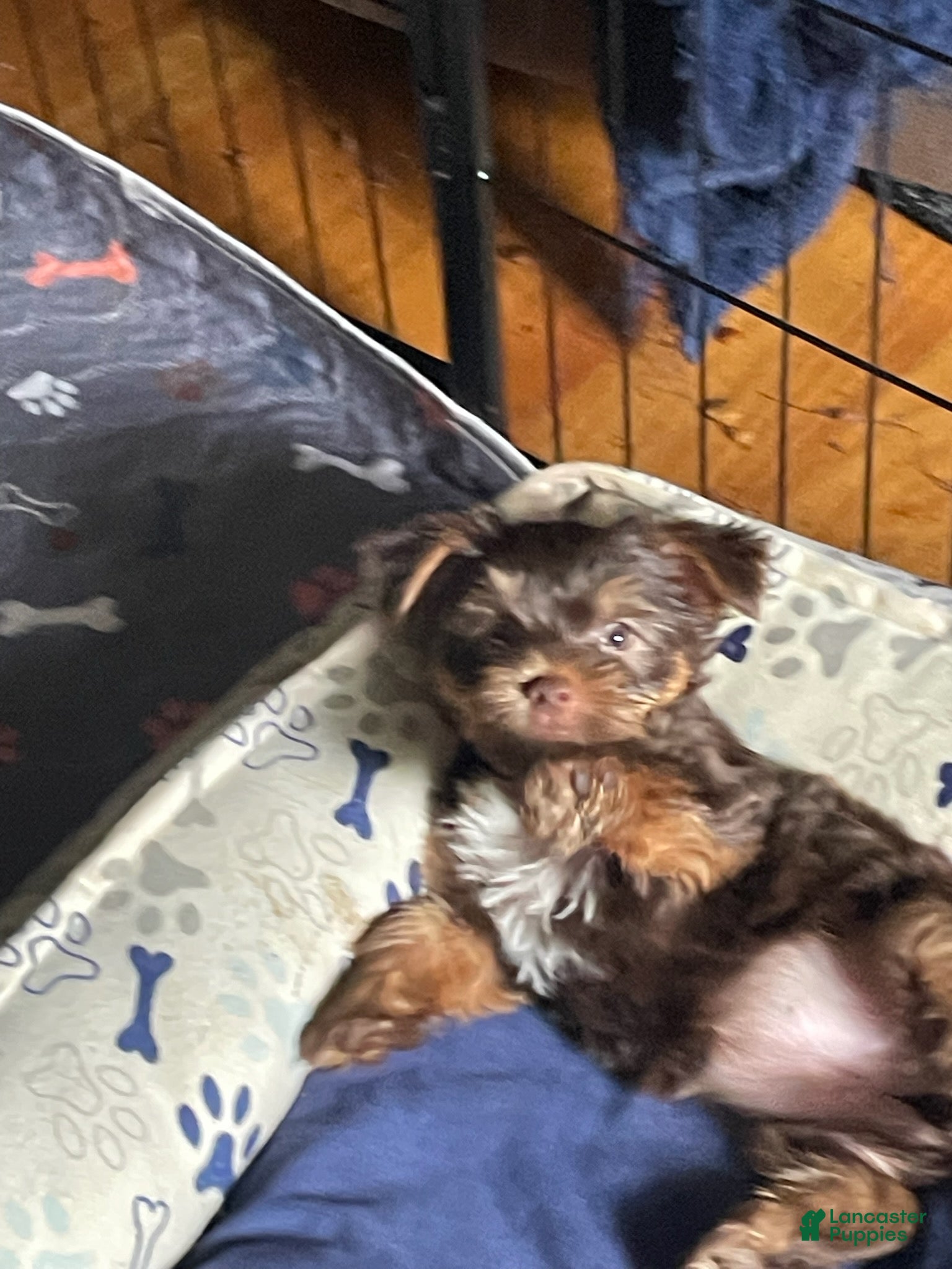 Yorkshire Terrier dogs Zena - Ad 1
