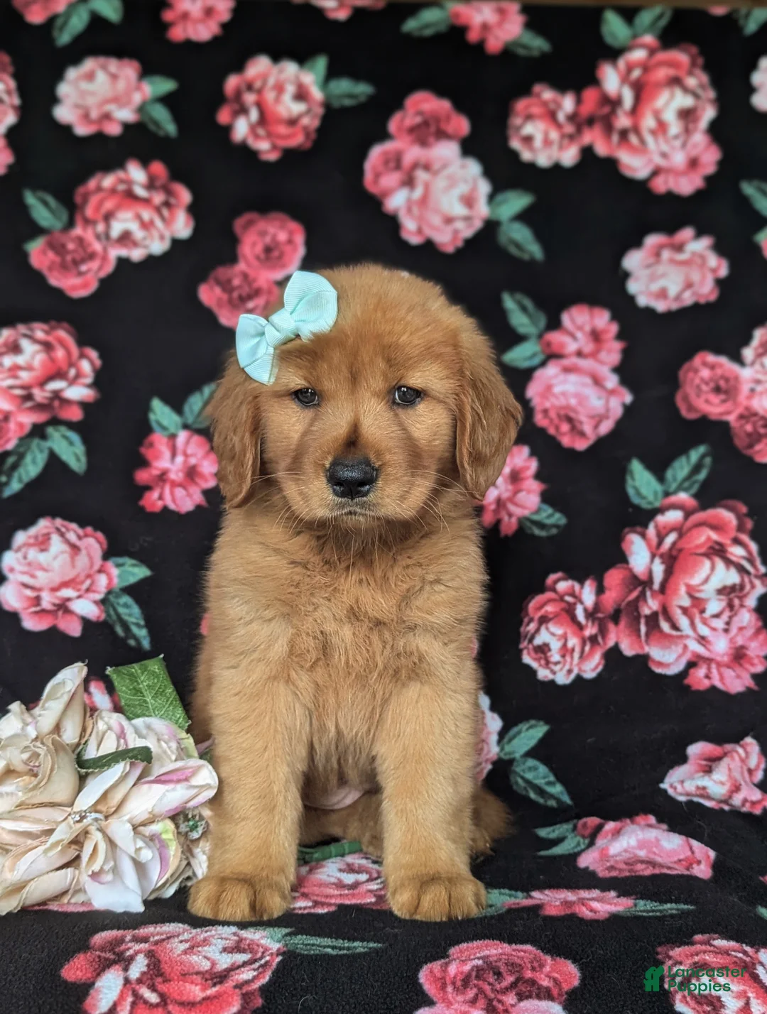 Golden Retriever dogs for sale: Sonia - Ad 2