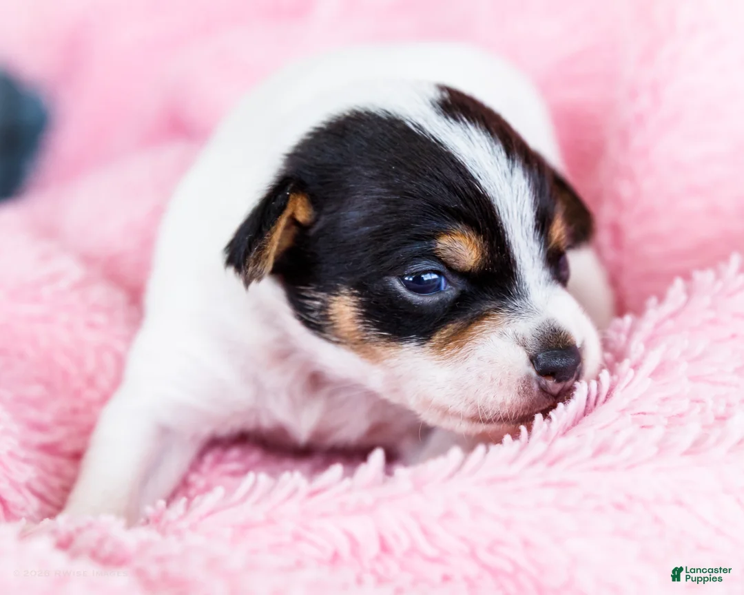 Mixed Breed dogs for sale: Taley - Ad 2