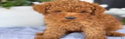 Toy Poodle dogs for sale: Mickey - Ad 11