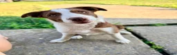 Border Collie dogs for sale: Olivia - Ad 1