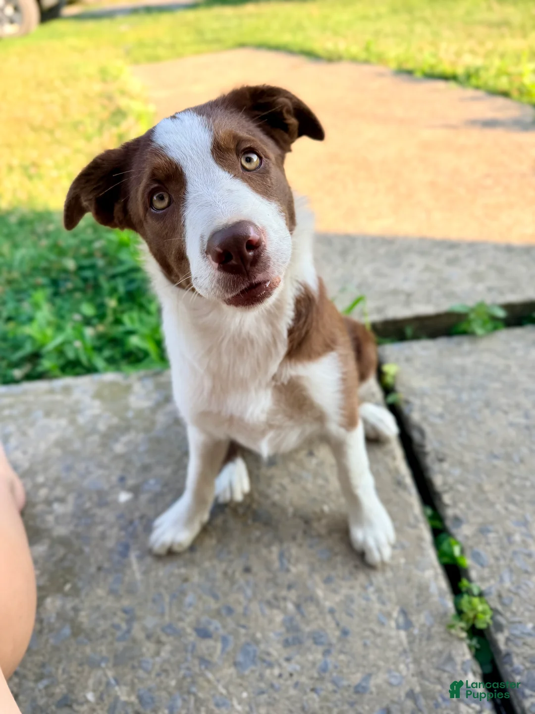Border Collie dogs for sale: Olivia - Ad 1