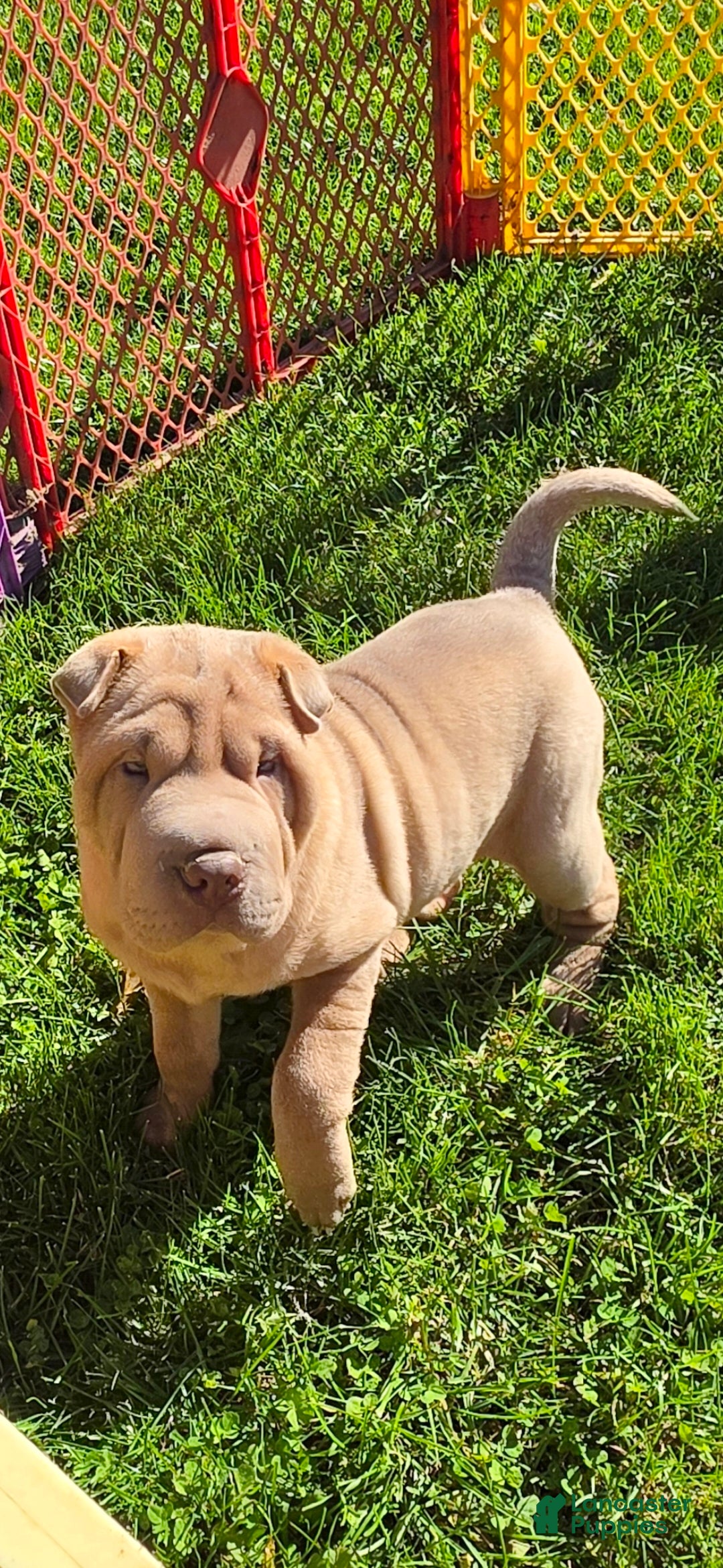 Shar Pei dogs for sale: Larry  - Ad 2