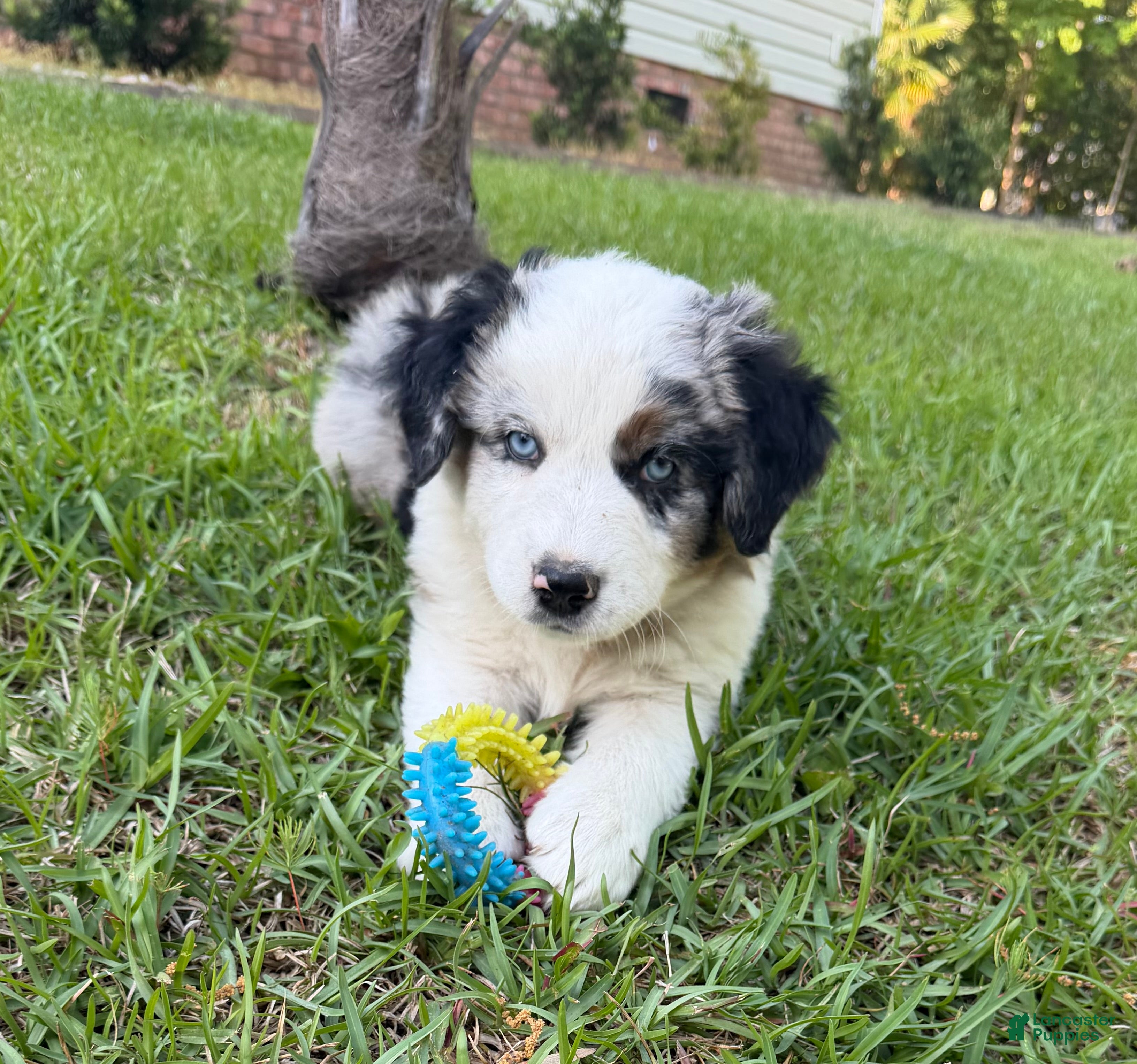 Australian Shepherd dogs Anchor - Ad 1