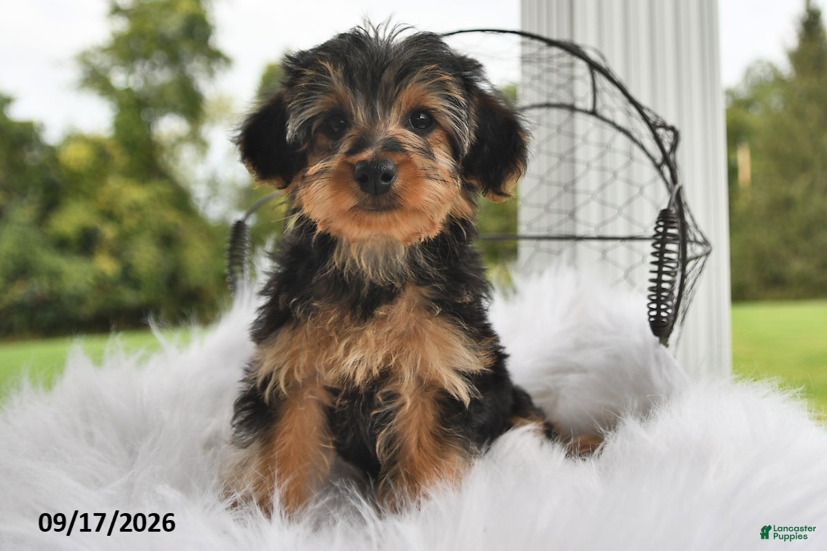 Morkie dogs Peace  - Ad 1