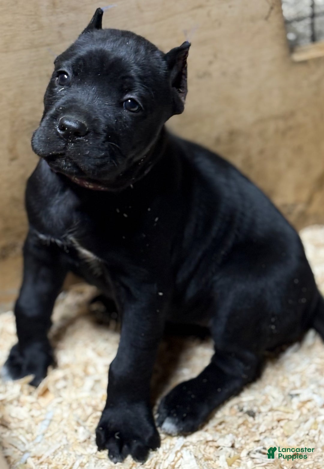Cane Corso dogs for sale: Nobel  - Ad 2