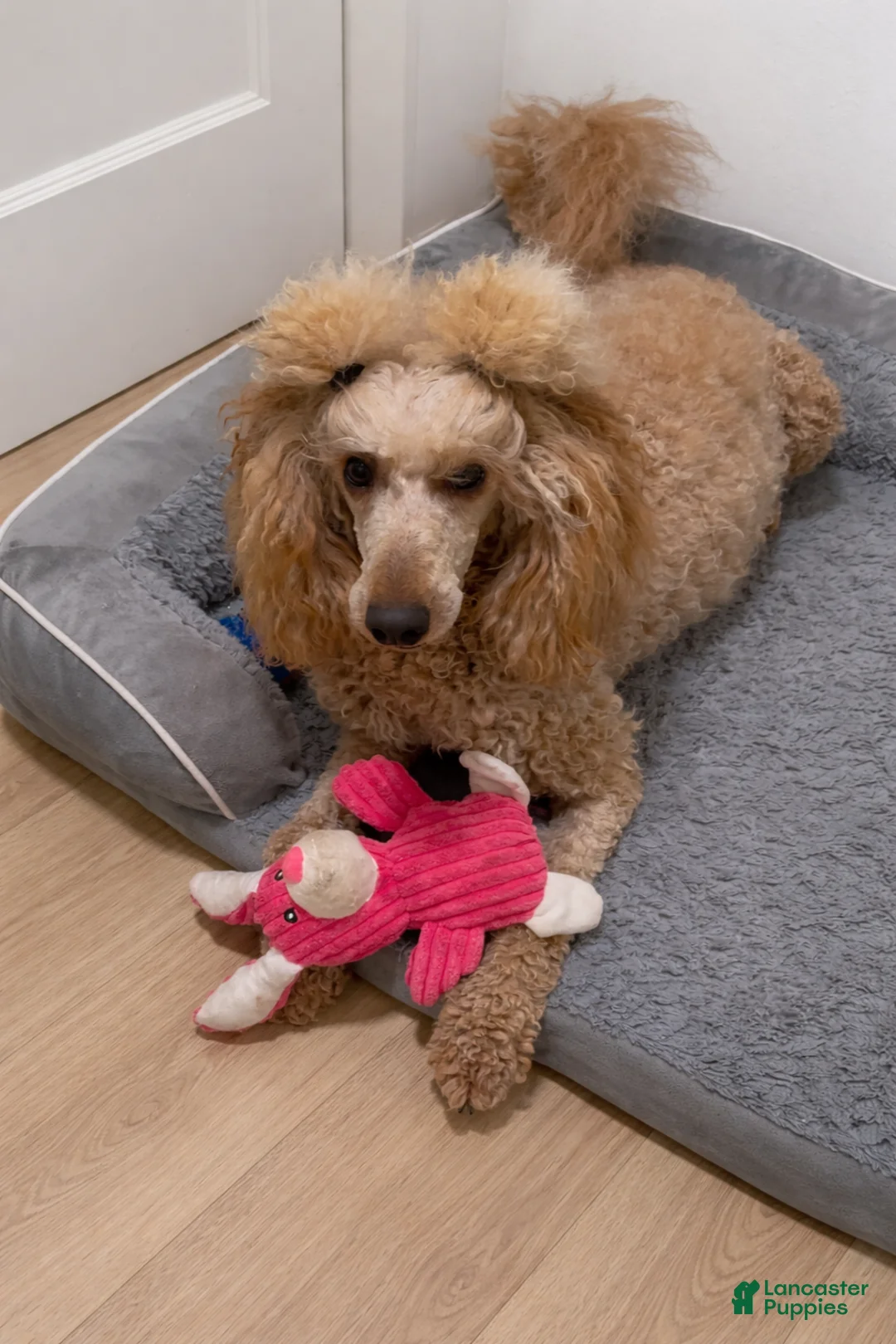 Goldendoodle dogs for sale: Black Mini Goldendoodle Male - Ad 2