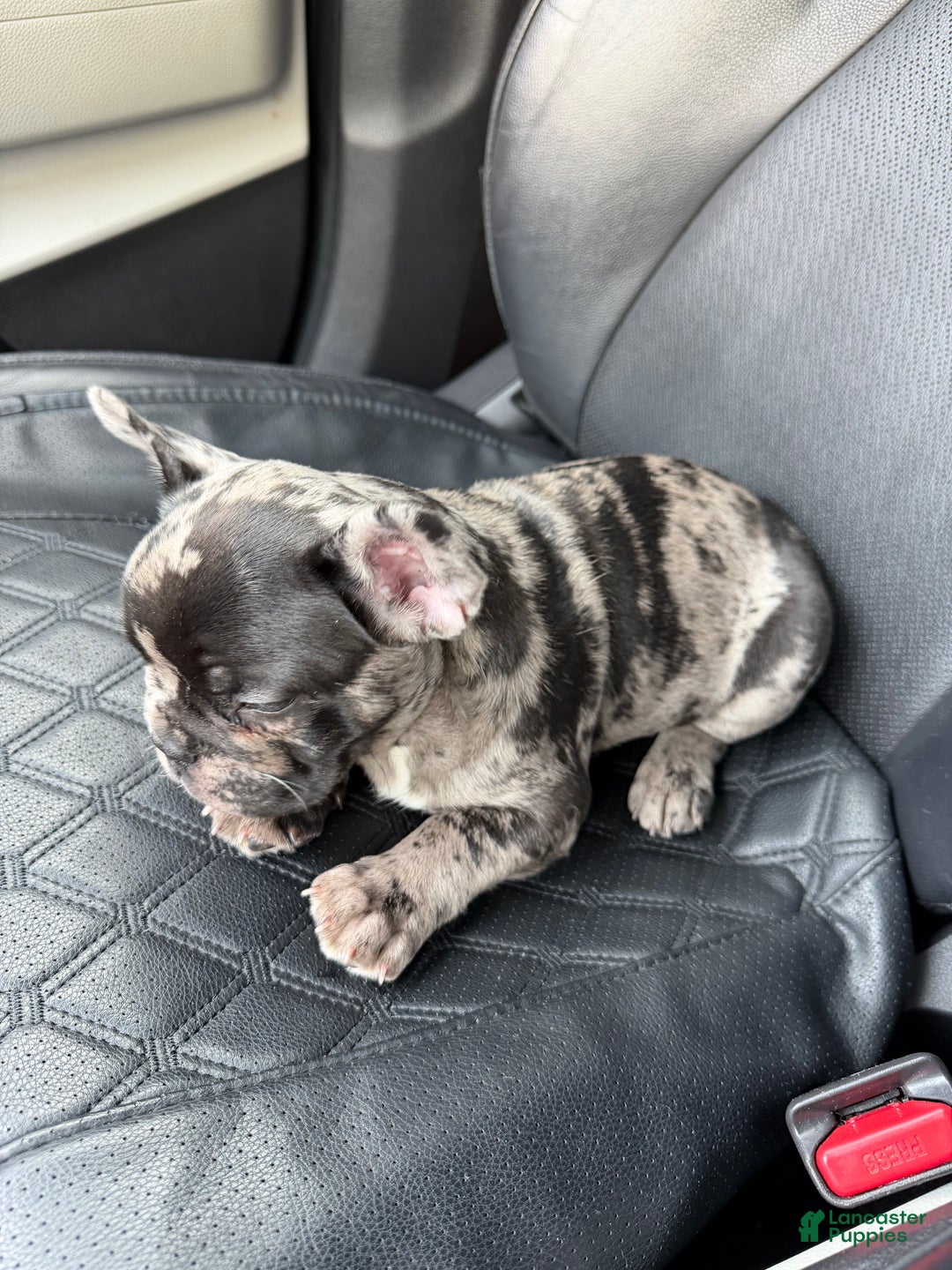 French Bulldog dogs for sale: Petey - Ad 6