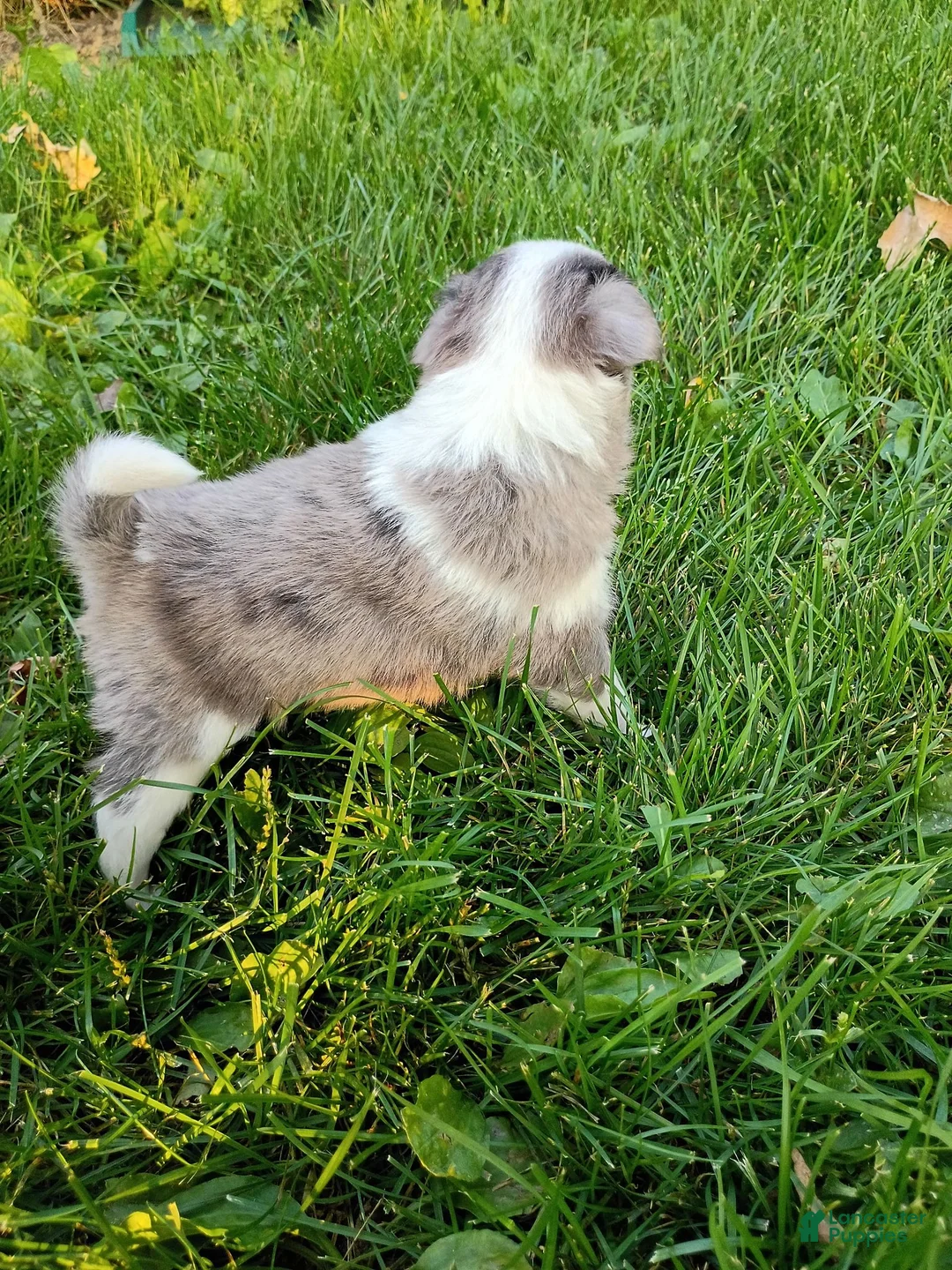 Mini Aussiedoodle dogs for sale: Misty - Ad 2
