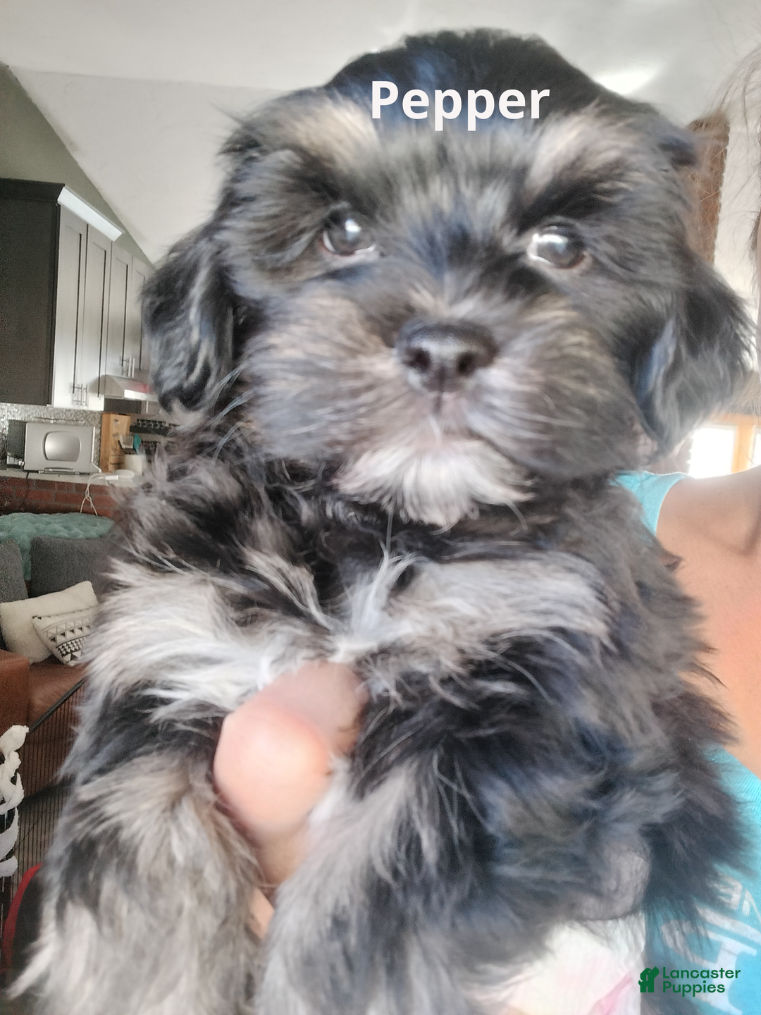 Blue Eyes Black Havanese Puppies For Sale Havanese Dog For Sale In