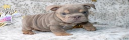English Bulldog dogs for sale: Sandy  - Ad 4