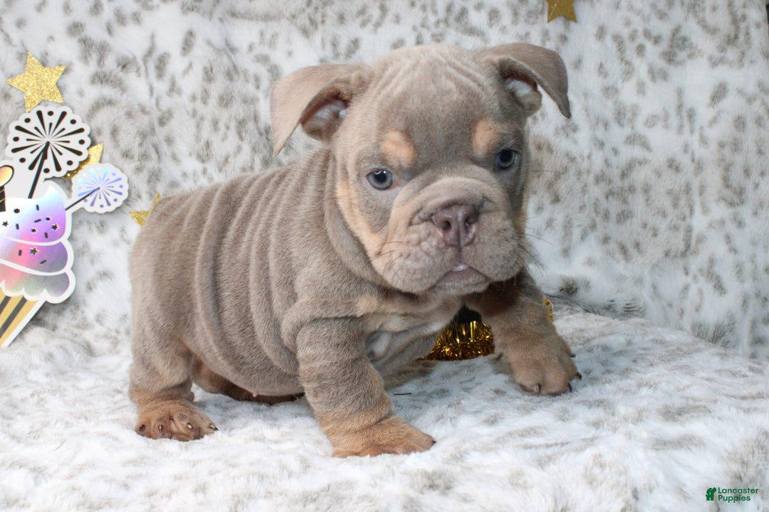 English Bulldog dogs for sale: Sandy  - Ad 4