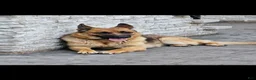German Shepherd dogs for sale: German Shepherd 1 - Ad 2