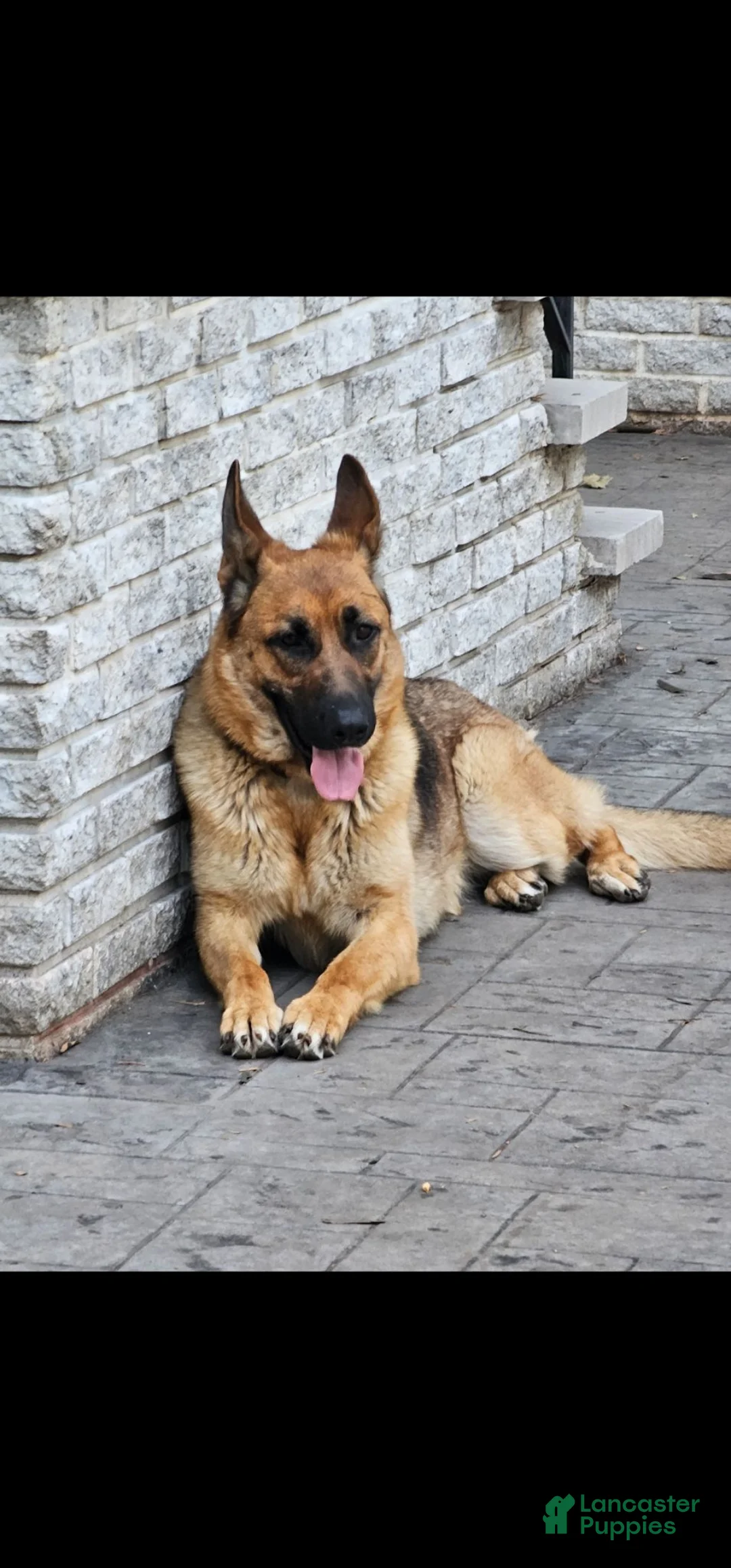 German Shepherd dogs for sale: German Shepherd 1 - Ad 2