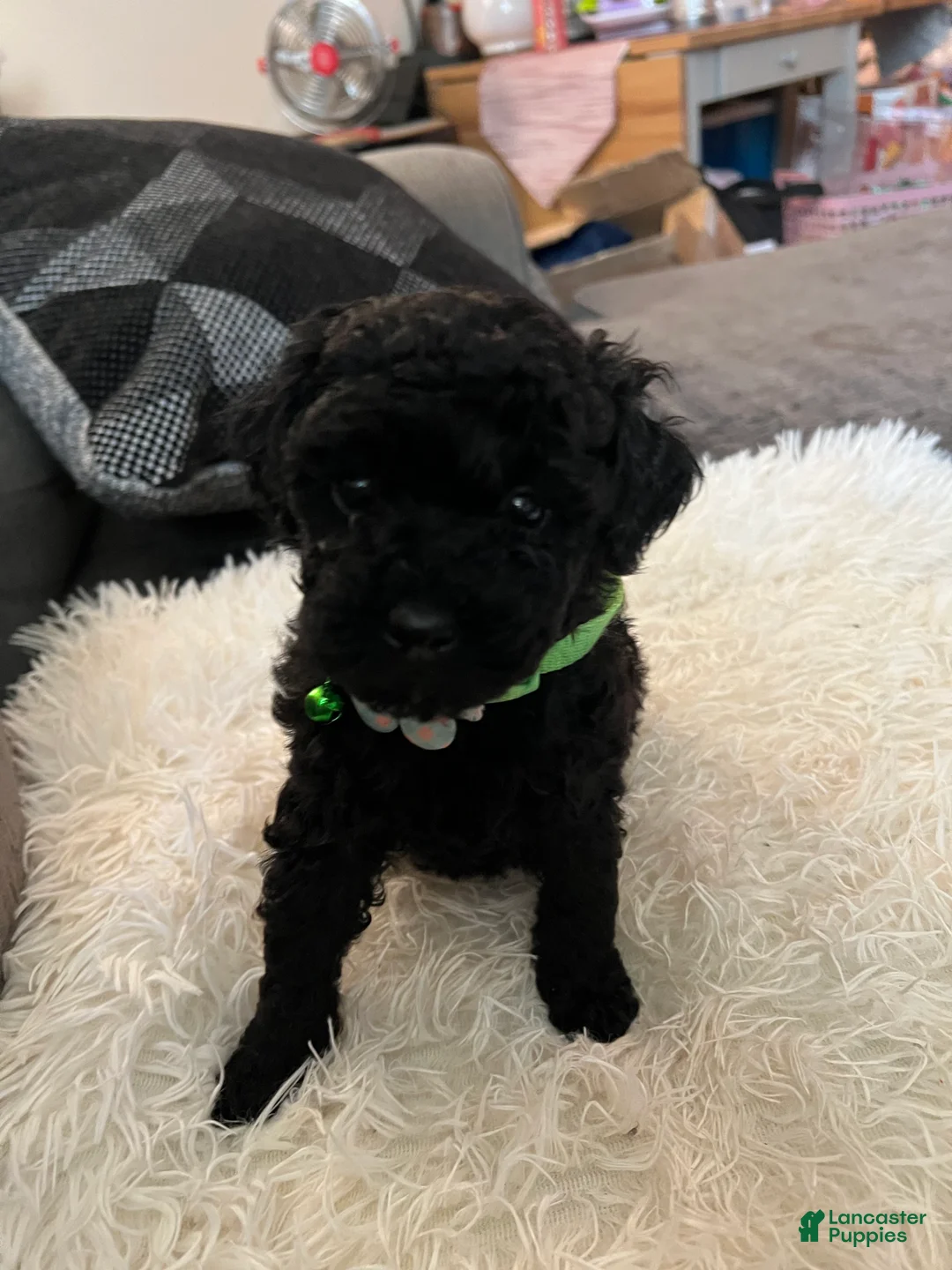 Toy Poodle dogs for sale: Tank - Ad 2