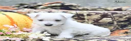 West Highland Terrier dogs for sale: Alex - Ad 6