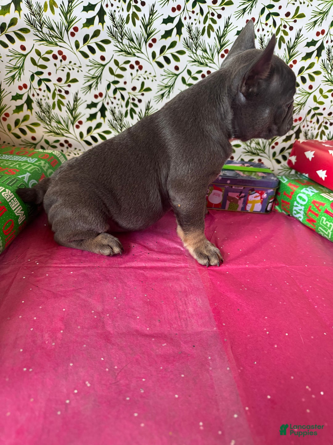 French Bulldog dogs for sale: ROSIE - Ad 3