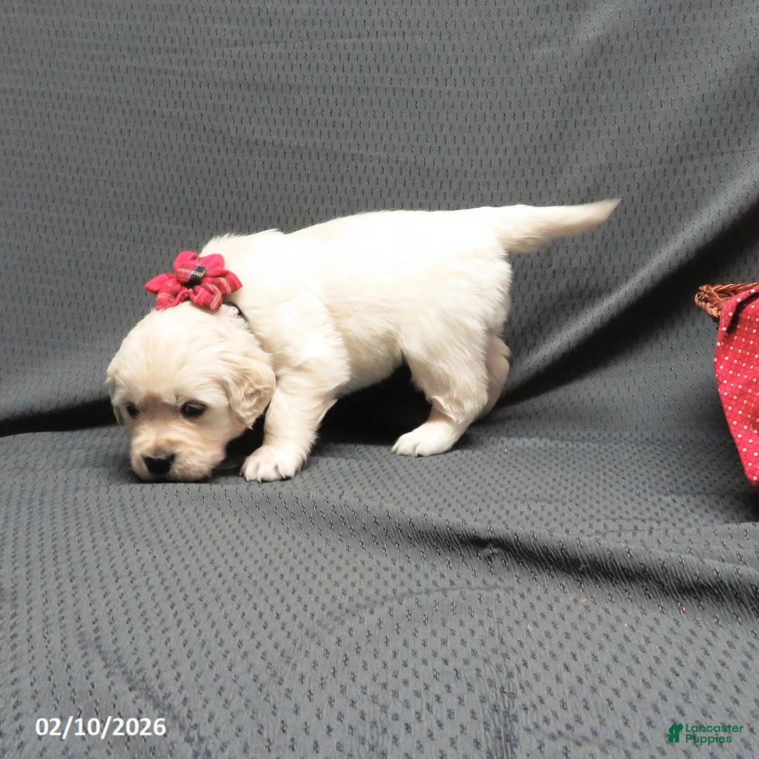 Golden Retriever dogs for sale: Bitsie - Ad 3