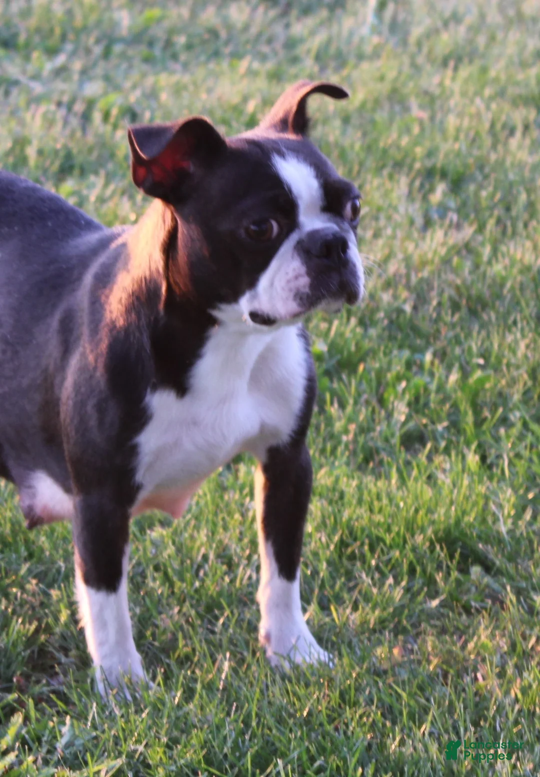 Boston Terrier dogs for sale:    GAVEN    *AKC* - Ad 10