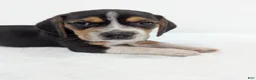 Beagle dogs for sale: Ruffles - Ad 2