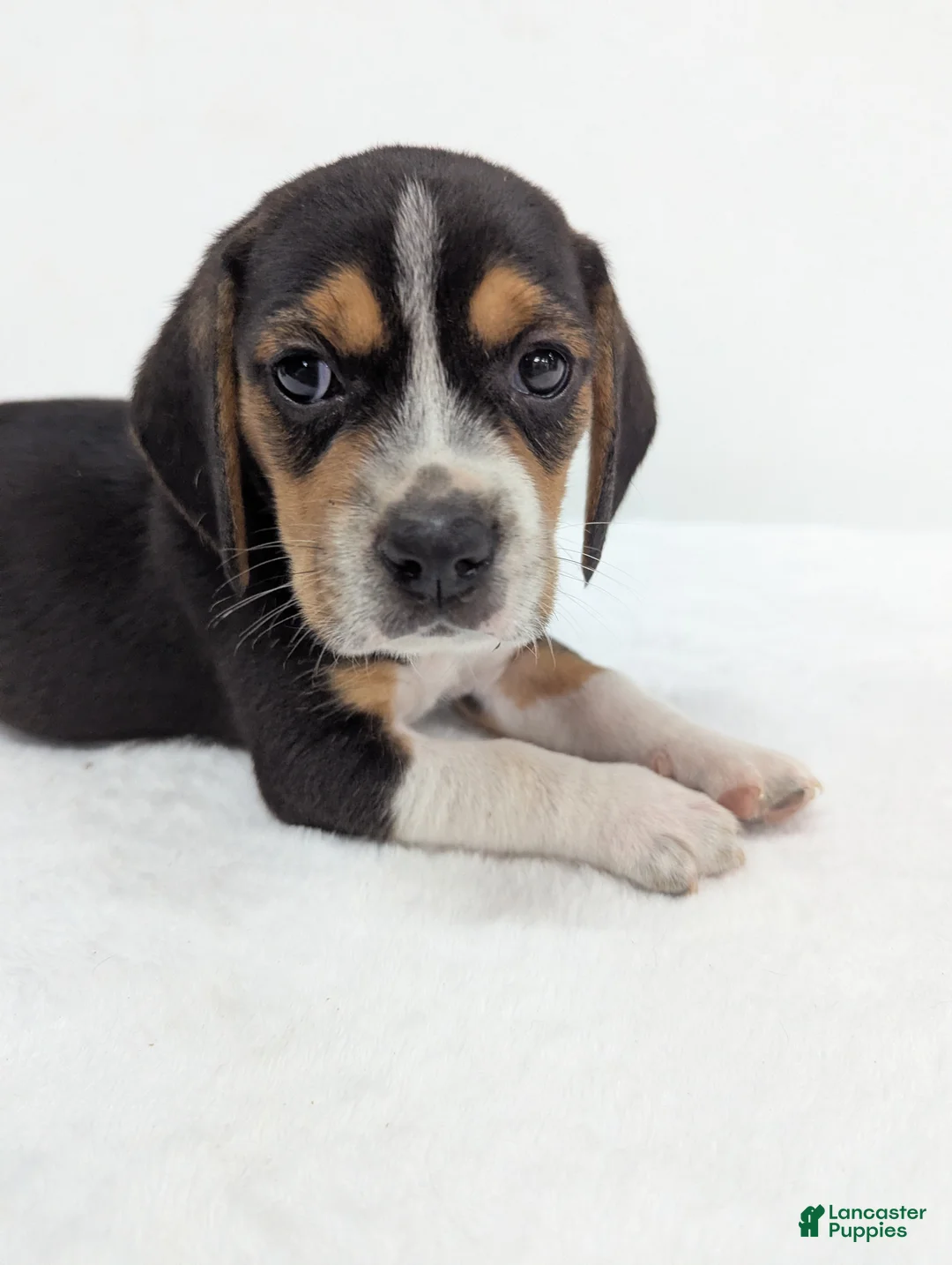 Beagle dogs for sale: Ruffles - Ad 2