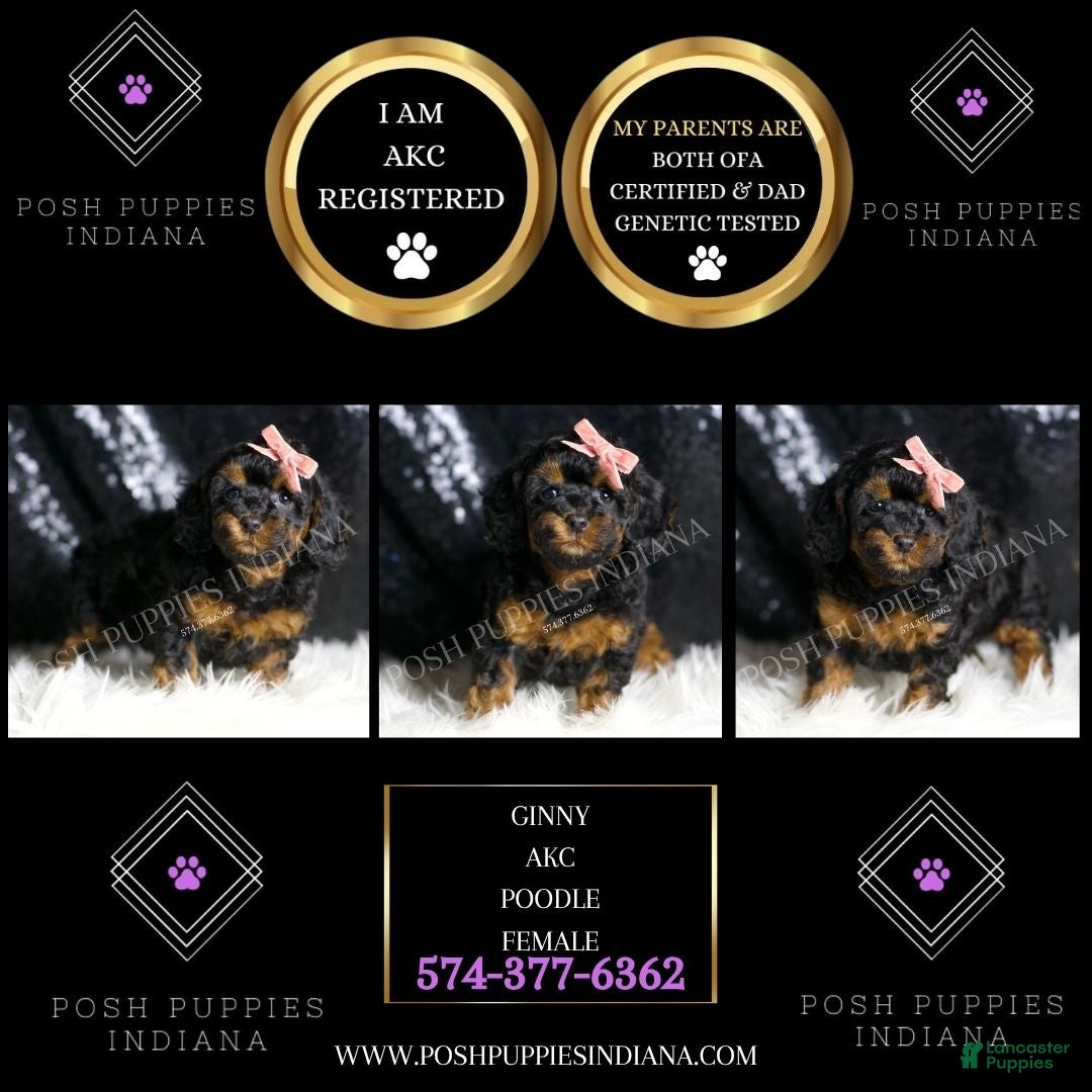 Toy Poodle dogs for sale: Ginny  - Ad 3