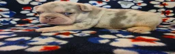 French Bulldog dogs for sale: Prince Naveen - Ad 3