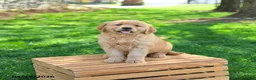 Golden Retriever dogs for sale: Meadow - Ad 3