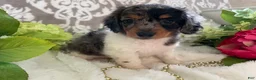 Miniature Dachshund dogs for sale: Mia - Ad 10