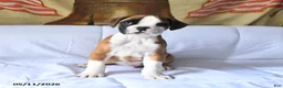 Boxer dogs for sale: Buster - Ad 2