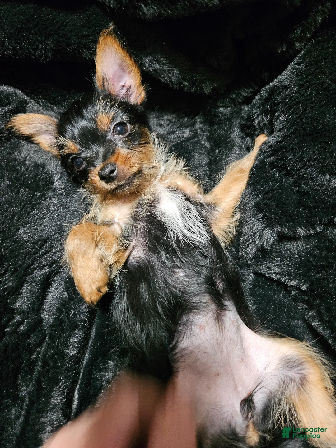 Yorkshire Terrier dogs for sale: Yorkshire Terrier Puppy 1 - Ad 2