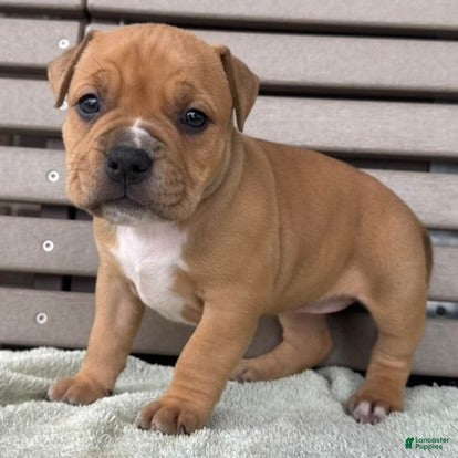 American Bully dogs Glory - Ad 2