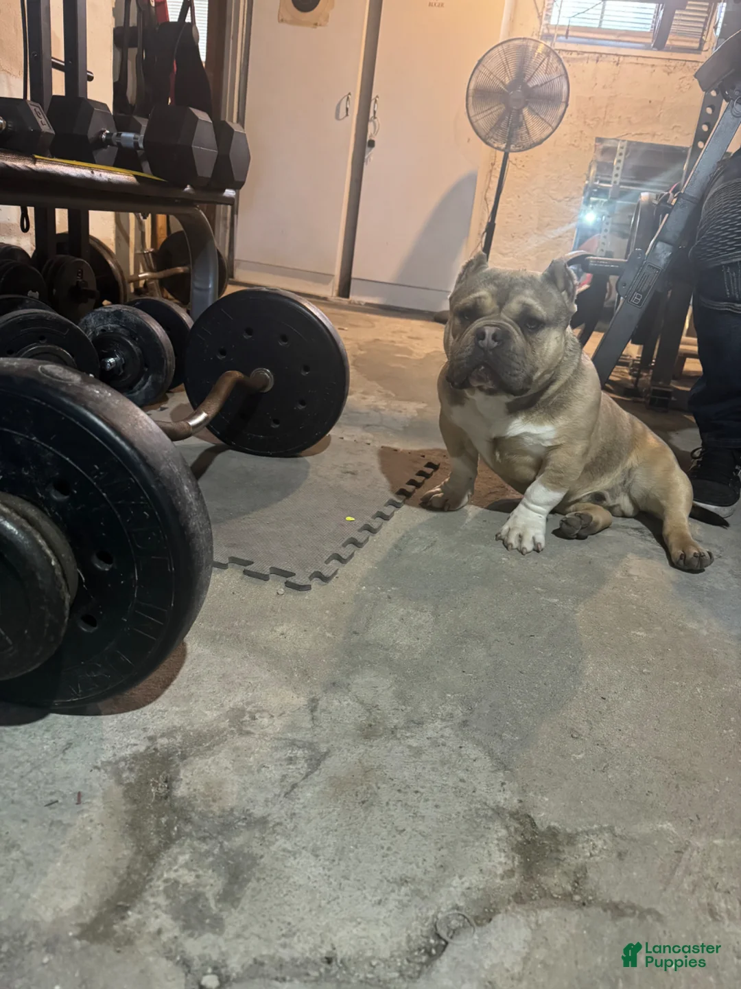 American Bully dogs for stud: Micro bully cash - Ad 1