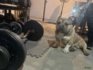 American Bully dogs Micro bully cash - Ad 2