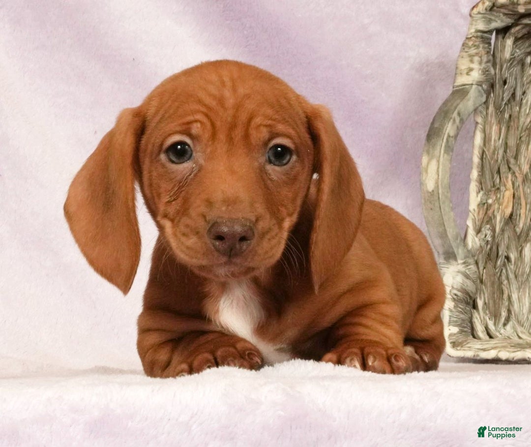 Miniature Dachshund dogs for sale: Seth - Ad 7