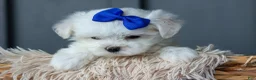 Maltese dogs for sale: OREO - Ad 15