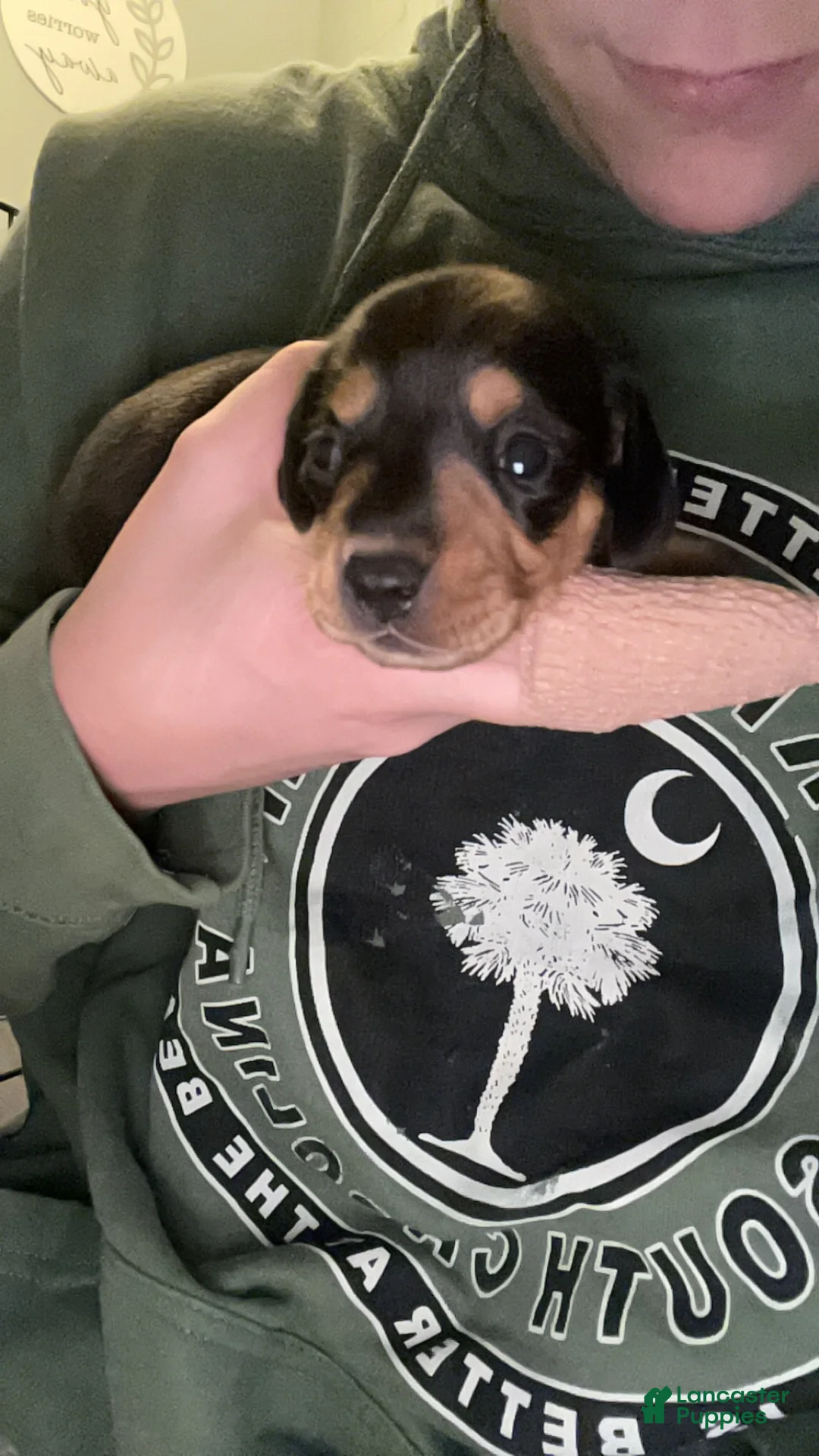 Miniature Dachshund dogs for sale: Miniature Dachshund Puppy 4 - Ad 2