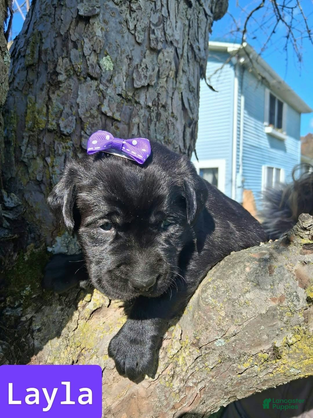 Labrador Retriever dogs for sale: Layla - Ad 1