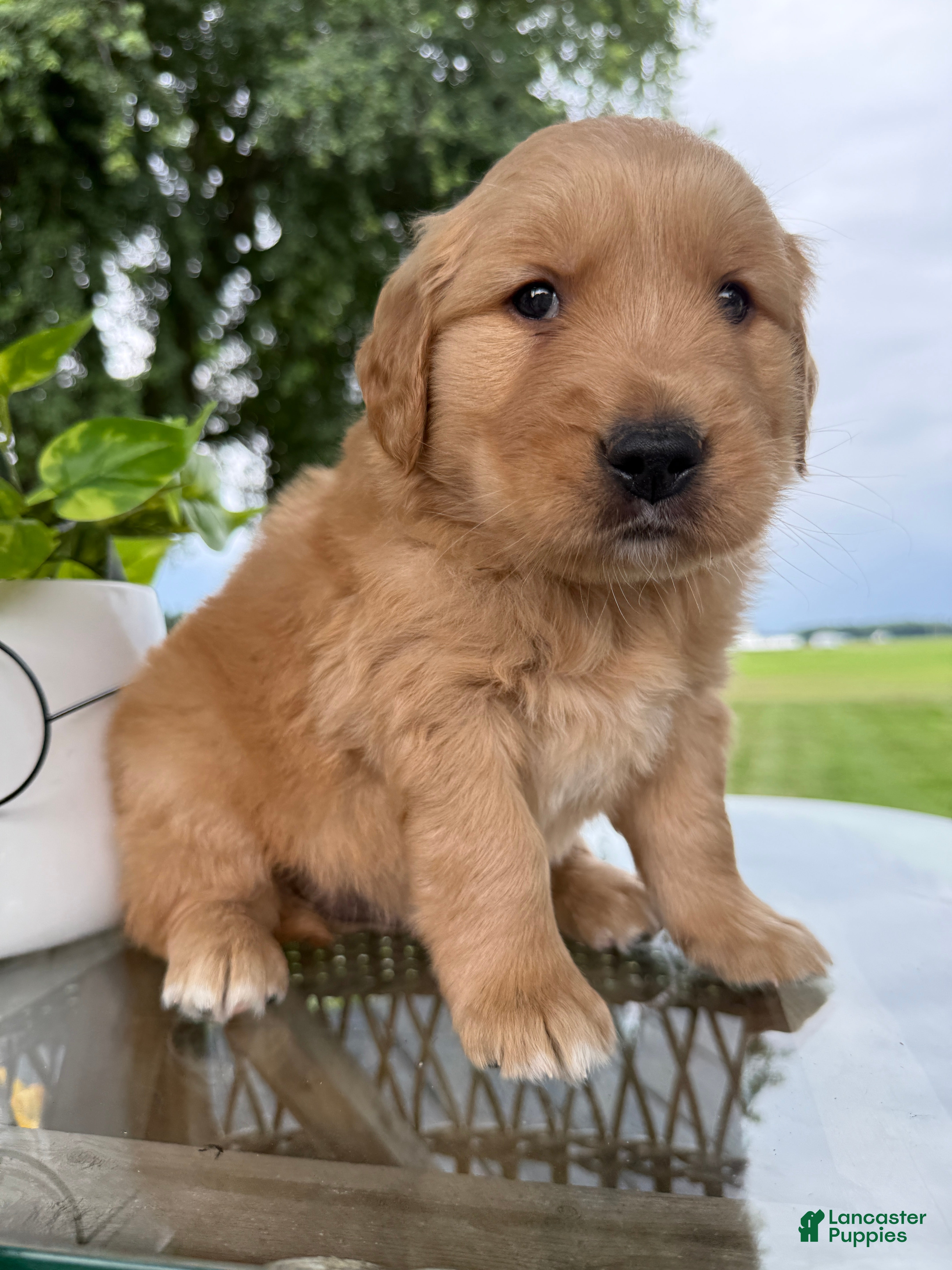 Golden Retriever dogs Motley - Ad 1